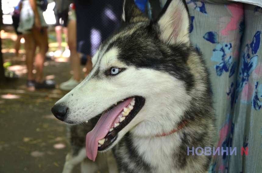 У Миколаєві шукають господарів для бездомних собак та кішок — багато хто привезений із Херсонської області (фото)