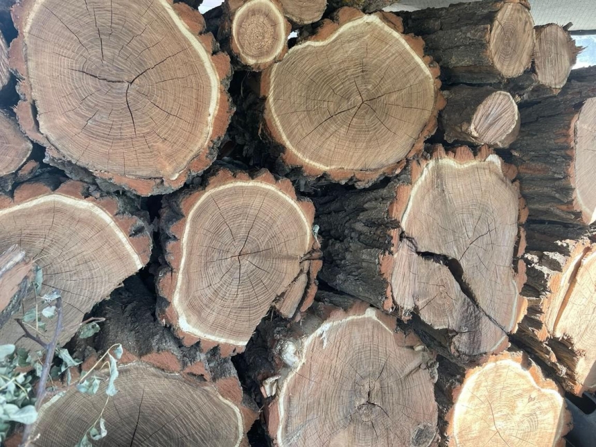 Житель Николаевской области нарубил дров на 110 тысяч гривен