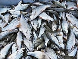 Рыбаки из Николаевской области заплатят около ₴880 тысяч за незаконный вылов рыбы