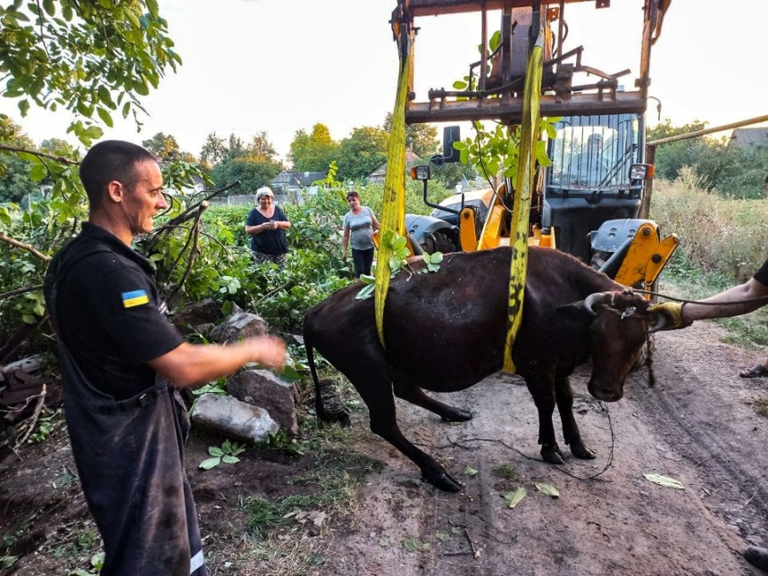 Николаевские спасатели вытащили корову из выгребной ямы (фото)