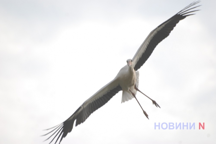 Фотограф показав, як у Миколаєві молоді лелеки стали на крило