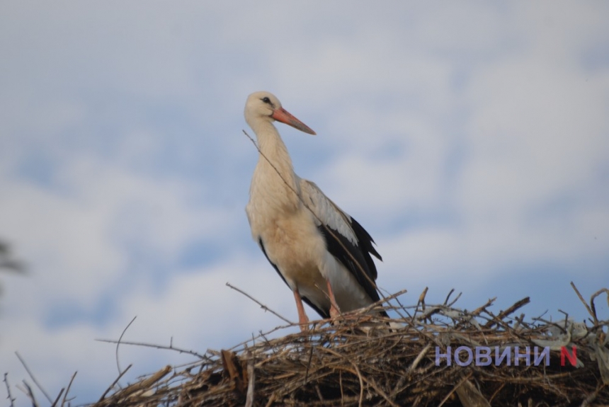 Фотограф показав, як у Миколаєві молоді лелеки стали на крило.