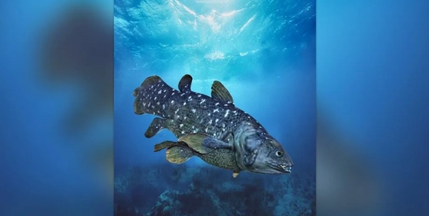 Океан рассекает рыба, способная жить 100 лет и питаться стоя на голове (фото)