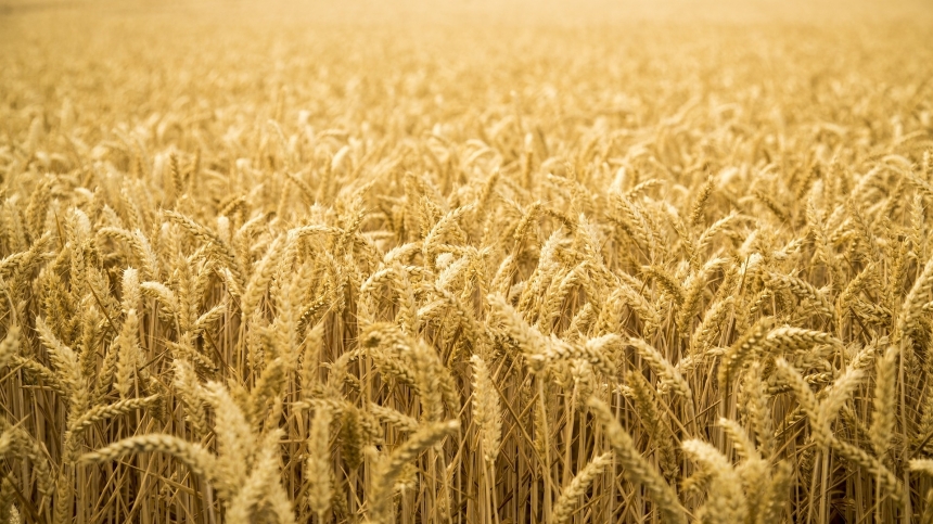 Україна експортувала понад 3,6 мільйона тонн зерна