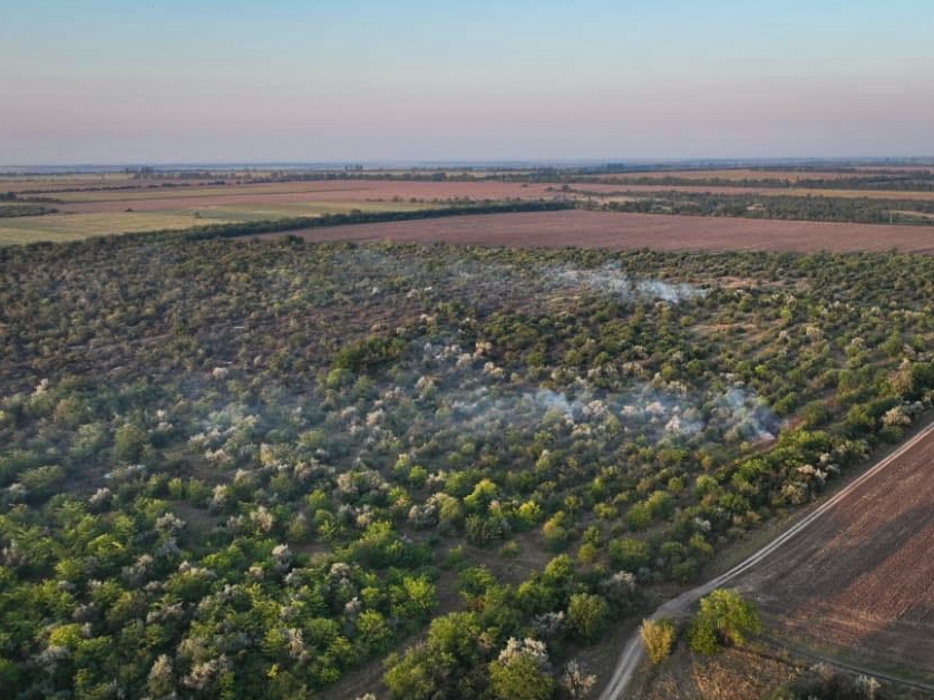 Горіло 40 гектарів: масштабну лісову пожежу на Миколаївщині ліквідовано