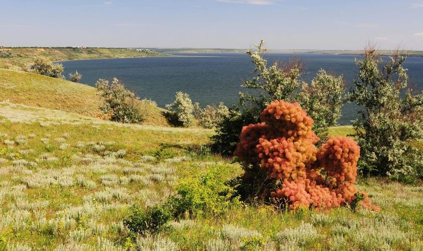 На Тилігулі розцвіли дерева, схожі на жіночі перуки