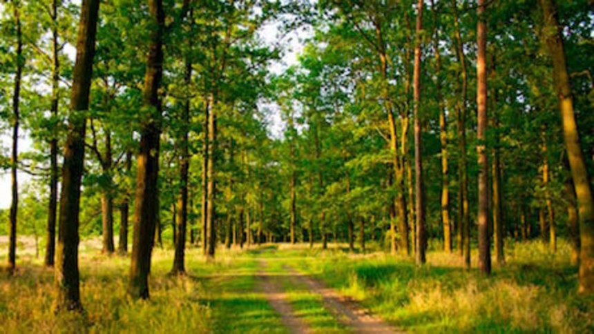 В Николаевской области более 118 га леса отдали предпринимателю под сельхозработы