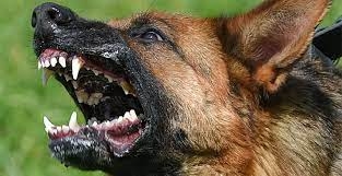 Собака бывает кусачей: в Николаеве животные стали чаще заражаться бешенством