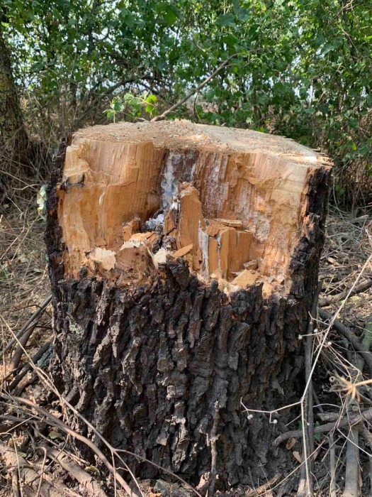 В Первомайском районе незаконно рубят деревья: суммы штрафов смехотворны