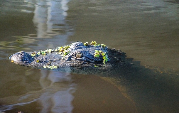 У Флориді спіймали алігатора з людськими останками в пащі