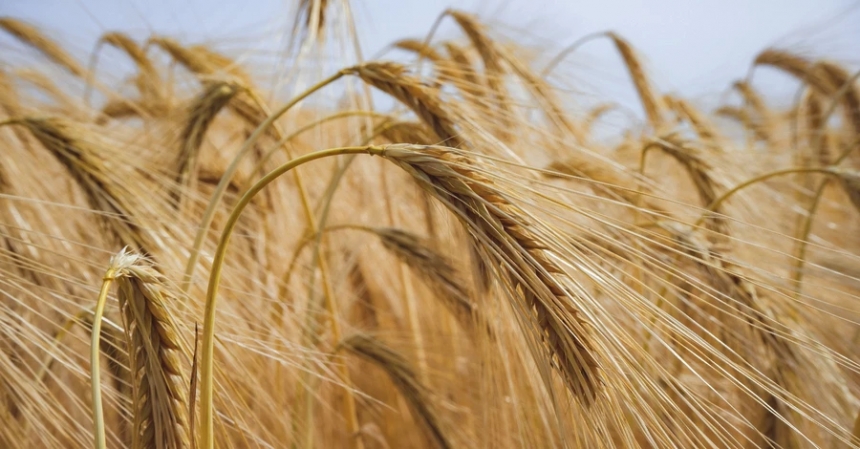 В сентябре Украине удалось экспортировать 4,2 млн. тонн аграрной продукции