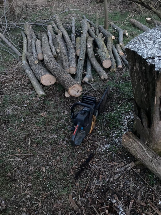 На Миколаївщині браконьєри нарубали дерев більш ніж на 110 тисяч гривень