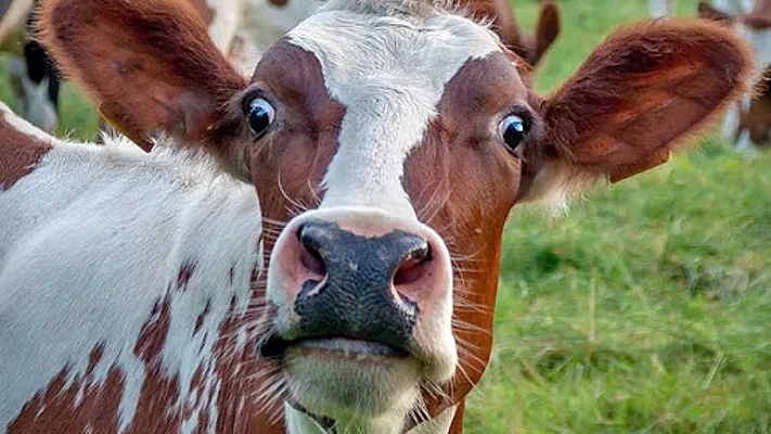 У Миколаївській області зафіксовано осередок лейкозу корів та 9 осередків сказу тварин
