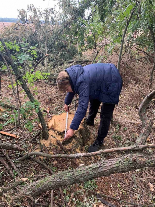 У Первомайському районі браконьєри знищили та понівечили 39 дерев