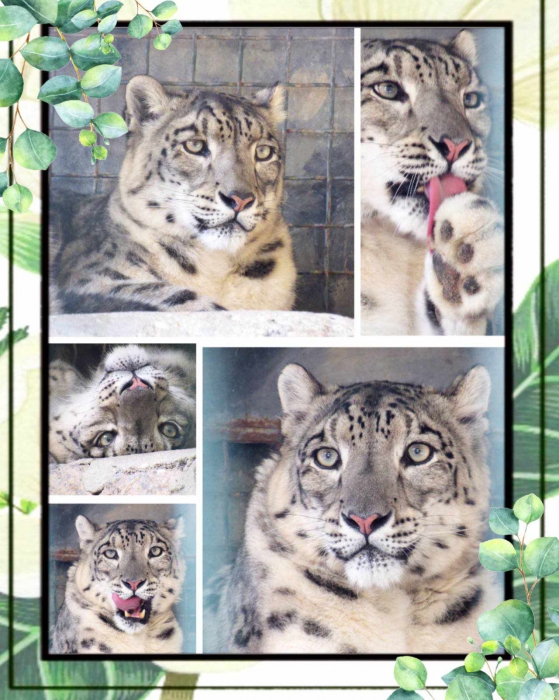 В Николаевском зоопарке в день снежного барса похвастались пятнистой красавицей Таши