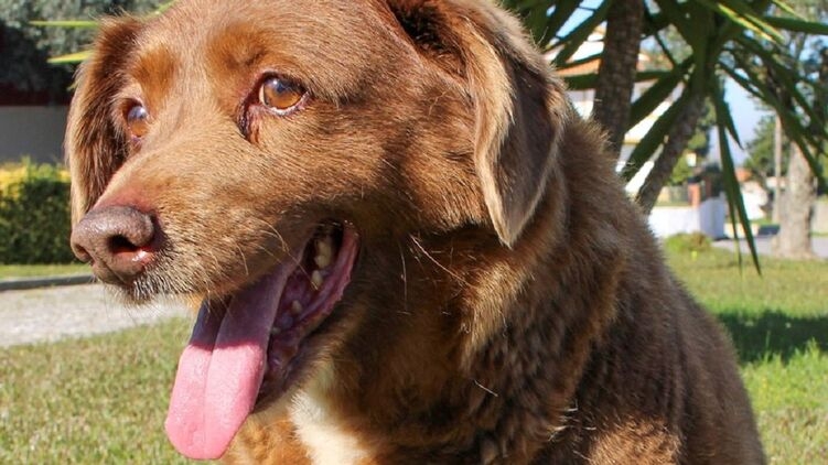 В Португалии скончался самый старый пес планеты: по меркам людей собаке было 240 лет