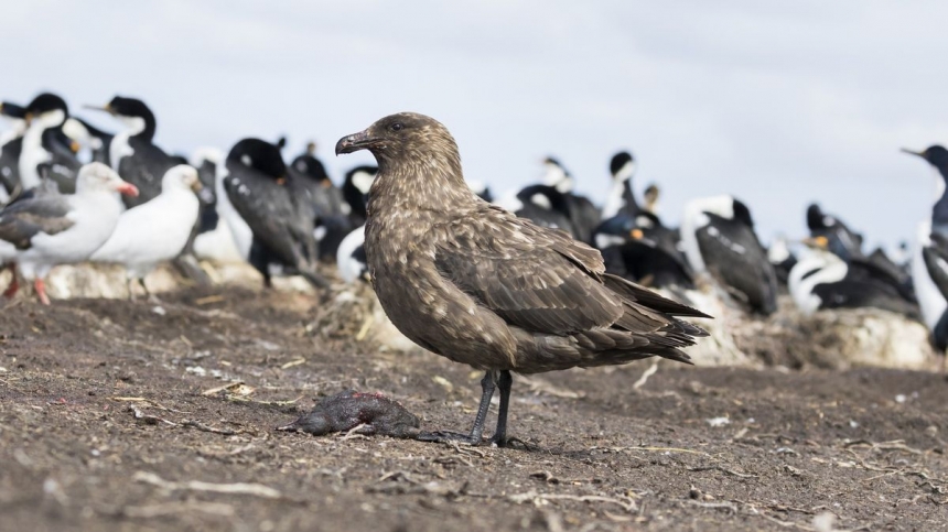 В Антарктике впервые обнаружили птичий грипп