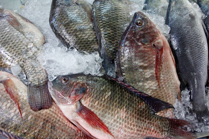 Після руйнування Каховської ГЕС у Миколаївській області не виявили отруєної риби