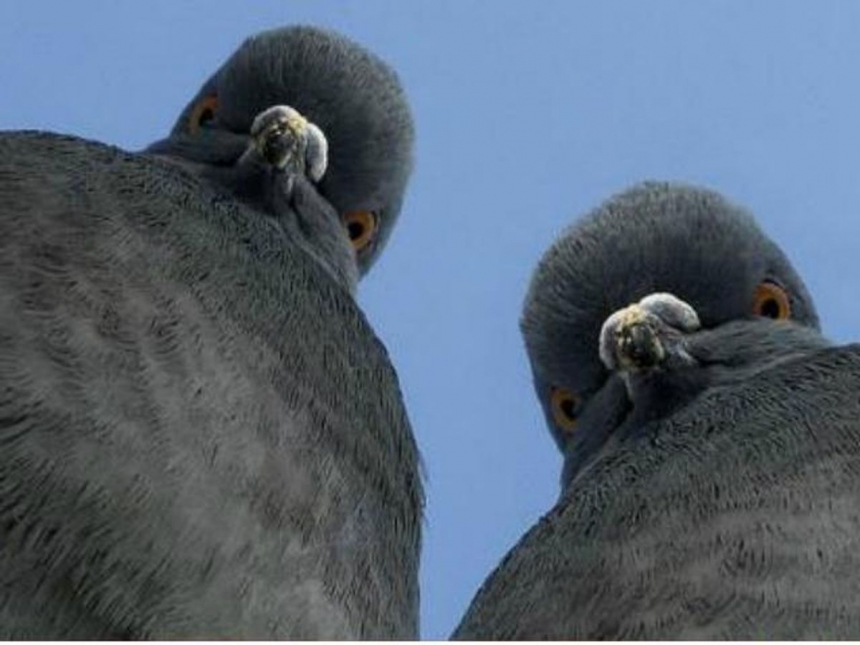 В РФ заявили, что в Николаевской области «готовят провокации с биооружием», используя птиц