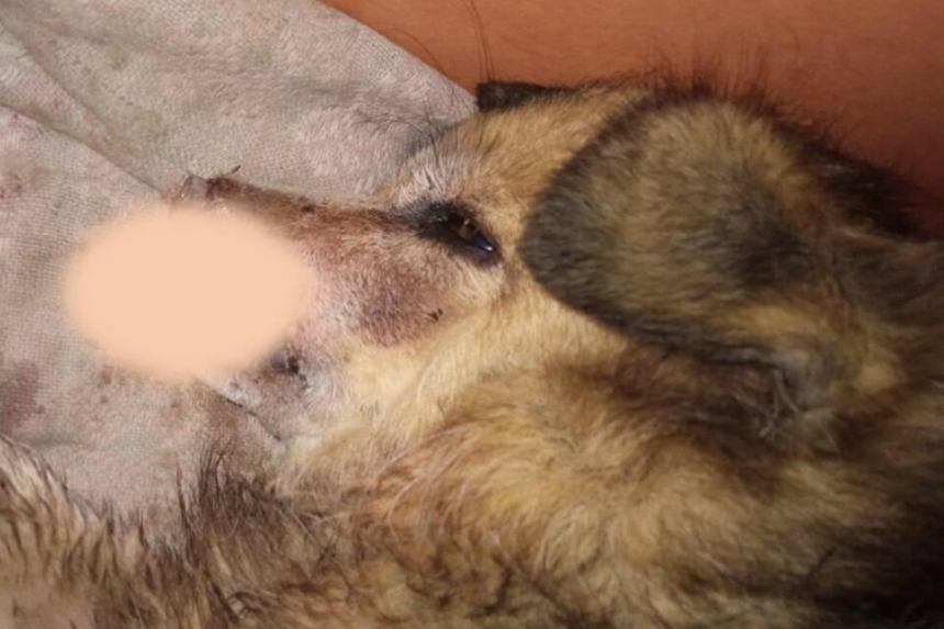 В Одесской области бойцовский пес откусил нос маленькой собачке