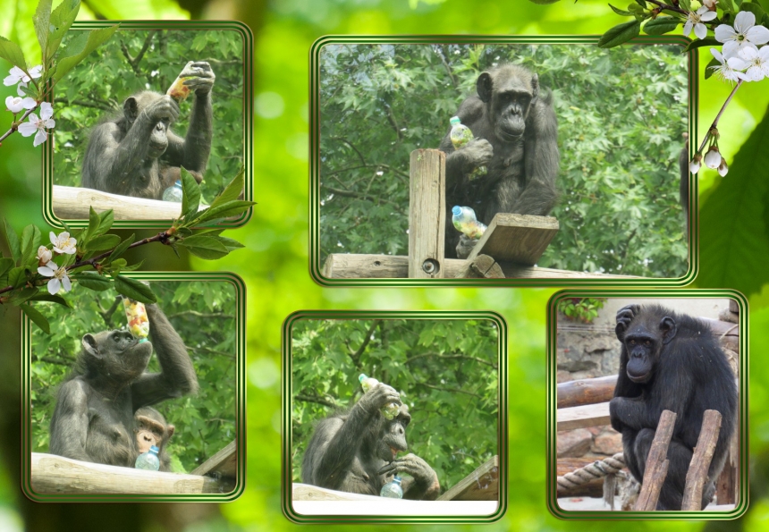 Засновниця сім'ї шимпанзе у Миколаївському зоопарку відзначає 55-річчя