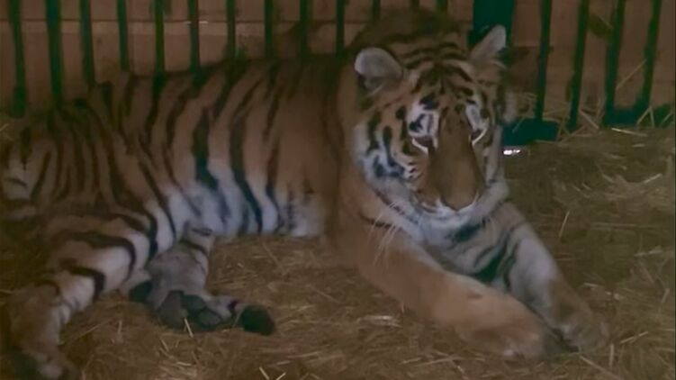 В Центре спасения диких животных под Киевом от удара ракеты пострадала тигрица (видео)