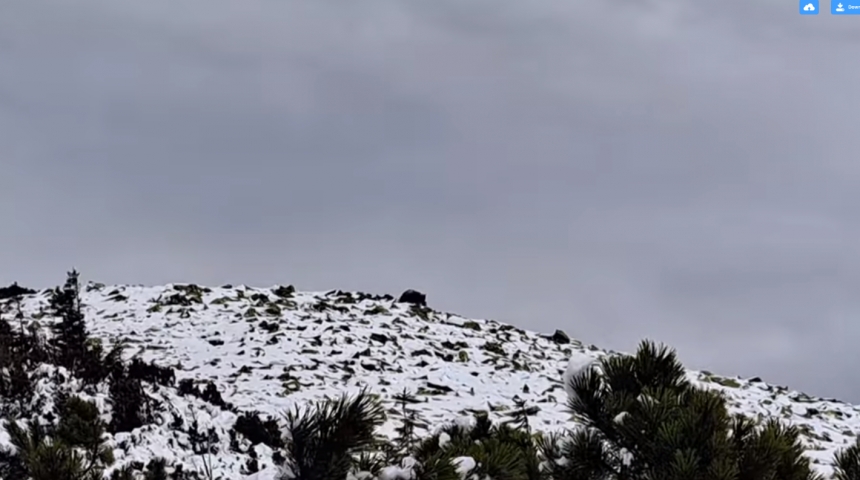 Альпинистка в Карпатах подошла к медведю (видео)