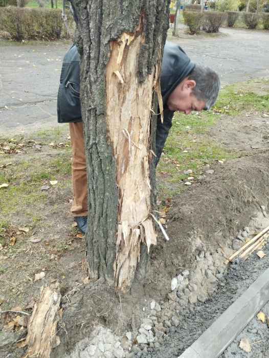 У Миколаєві підрядна фірма спилила тополі: заплатить штраф та відшкодує збитки