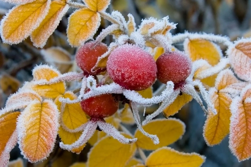 В Украине ожидается сильное похолодание до -14 градусов: возможен снег
