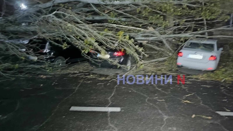 В центре Николаева упавшее дерево раздавило три автомобиля (фото, видео)