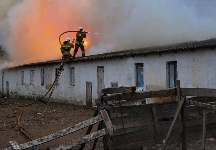 У Новій Одесі масштабна пожежа на фермі: загинуло 3000 курей