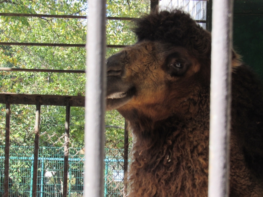 Верблюд Заурбек из николаевского зоопарка  встретил свою любовь в Одессе