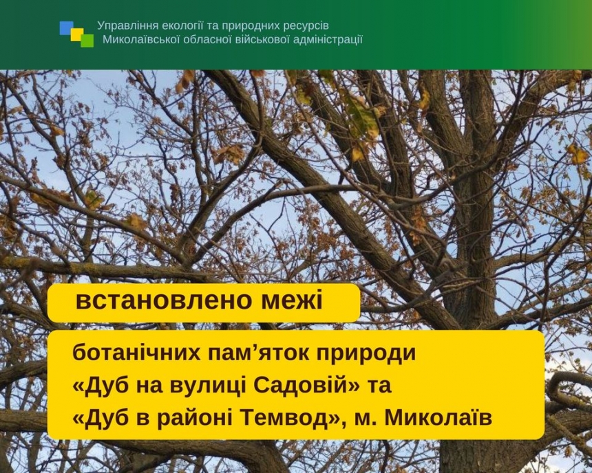 В Николаеве два дуба стали ботаническими достопримечательностями с определенными границами