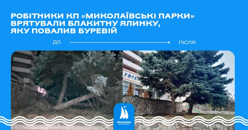 У Миколаєві врятували блакитну ялинку, яку повалив ураган