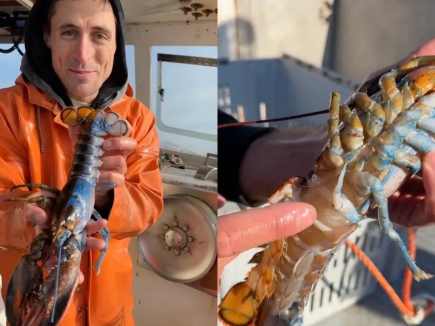 Рыбак поймал редчайшего двухцветного омара-гермафродита (видео)