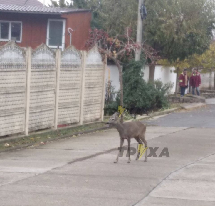 В Николаеве на улице увидели оленя, - соцсети