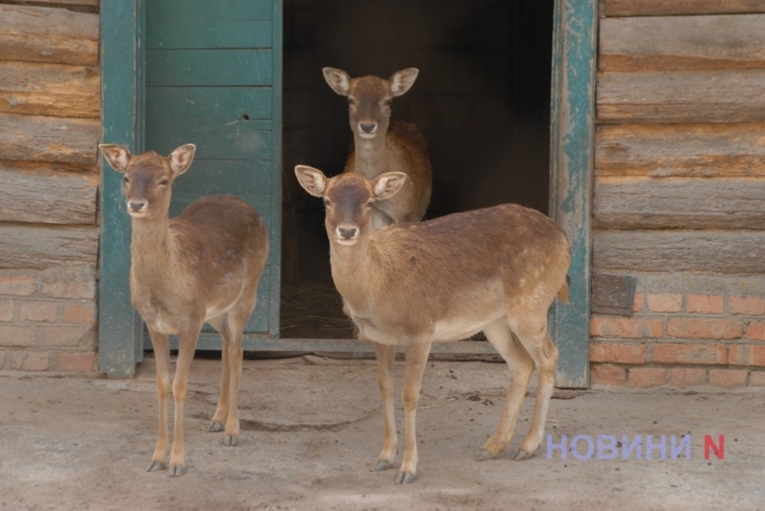 «Наши рогачи все по местам»: директор Николаевского зоопарка пересчитал оленей