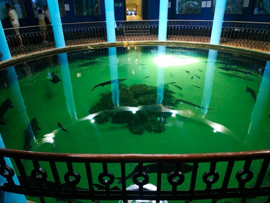 В Севастополе затопило музей-аквариум - погибли 800 экзотических животных (видео)