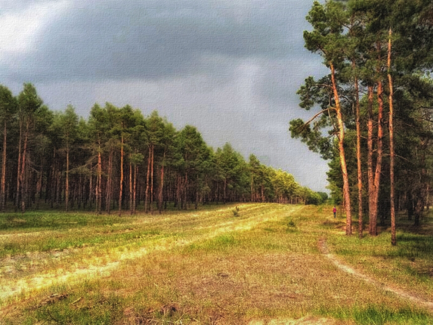 В Николаевской области незаконно передали аграриям земли леса за 60 миллионов