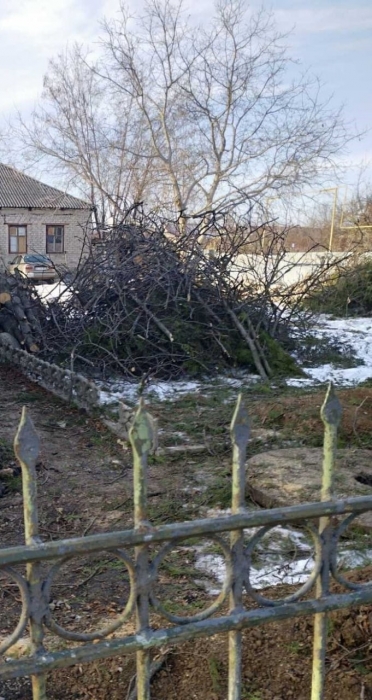 Во Врадиевке у военкомата спилили каштаны: жители пожаловались