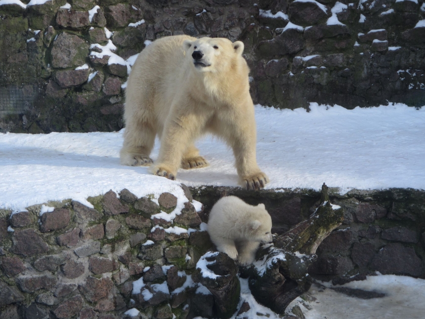 В Николаевском зоопарке белая медведица Сметанка празднует день рожденья