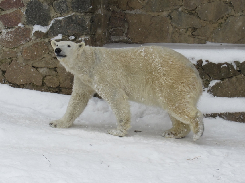 В Николаевском зоопарке белая медведица Сметанка празднует день рожденья