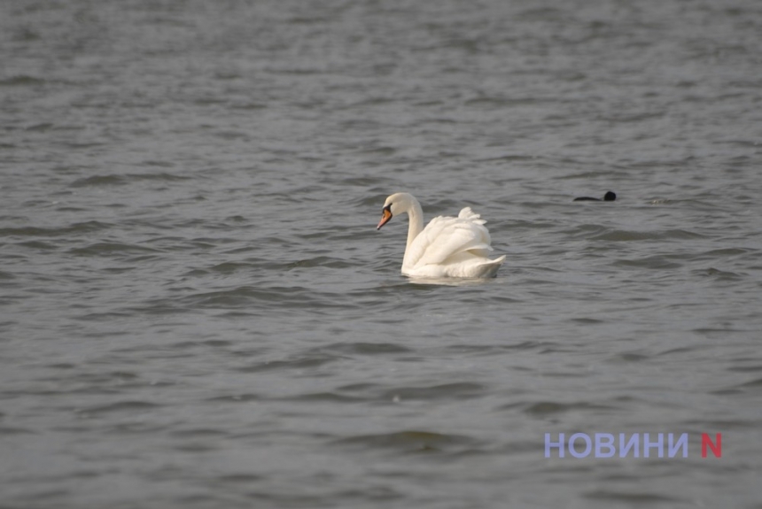 В Николаеве поселилась стая белоснежных лебедей (фоторепортаж)