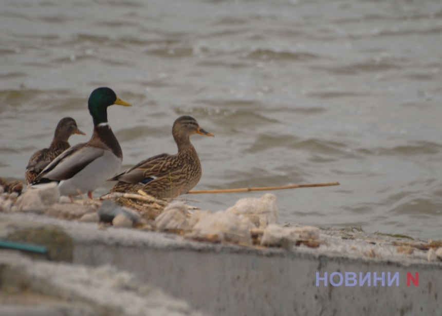 У Миколаєві оселилася зграя білосніжних лебедів (фоторепортаж)