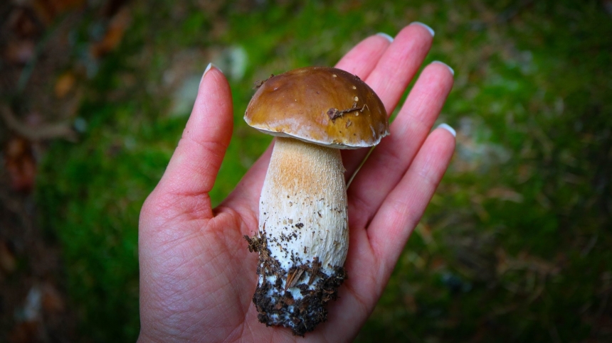 В Николаевской области зарегистрировано три случая отравления грибами