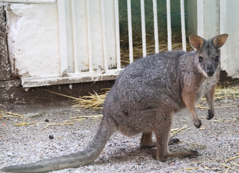 В одесском парке туристы нашли кенгуру редкого вида ФОТО