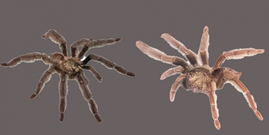 В Еквадорі виявлено два нові види тарантулів