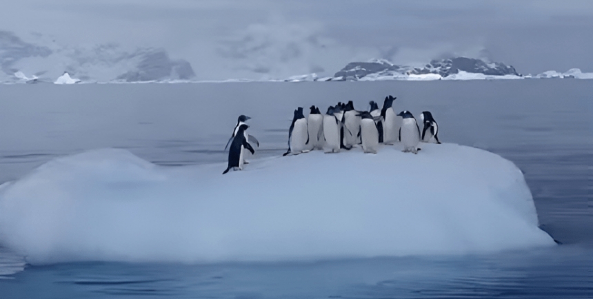 Полярники показали, как развлекаются пингвины