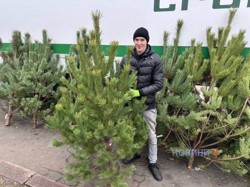 Предновогодняя суета прифронтового города: за сколько можно купить елку в Николаеве
