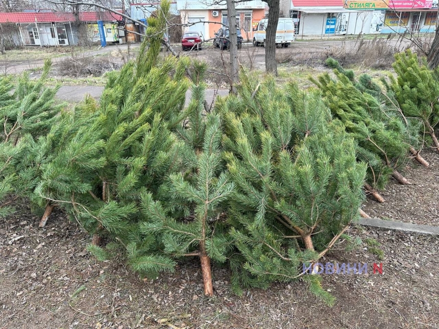 Предновогодняя суета прифронтового города: за сколько можно купить елку в Николаеве